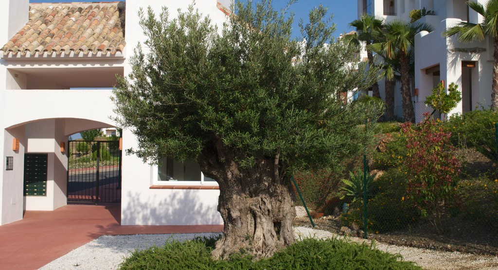 Olive tree at entrance Lomas del Marques